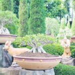 Come Creare Un Boschetto Di Bonsai Guida passo dopo passo su come creare un boschetto di bonsai in casa o in giardino