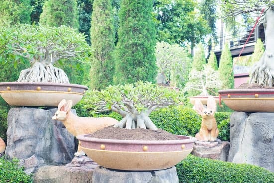Come Creare Un Boschetto Di Bonsai 1 Guida passo dopo passo su come creare un boschetto di bonsai in casa o in giardino