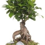 Quando Potare Il Bonsai Ficus Retusa Scopri quando potare il bonsai ficus retusa per favorirne la crescita e la salute