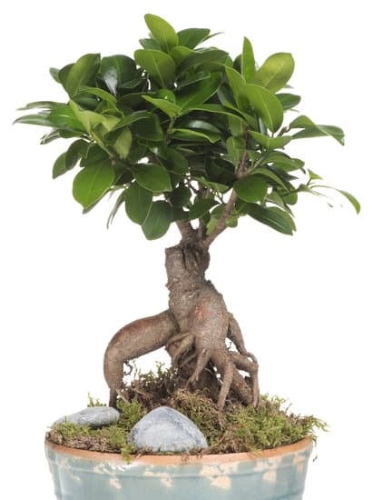 Scopri quando potare il bonsai ficus retusa per favorirne la crescita e la salute