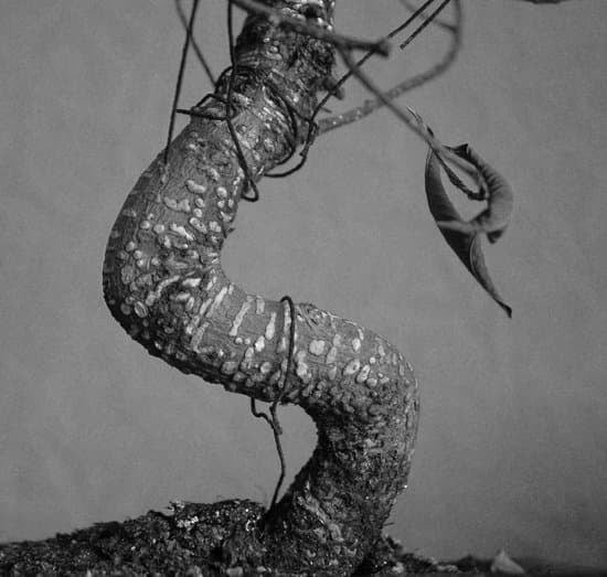 Bosso Bonsai 1 Acquista il tuo Bosso Bonsai su misura per un tocco di eleganza nel tuo giardino