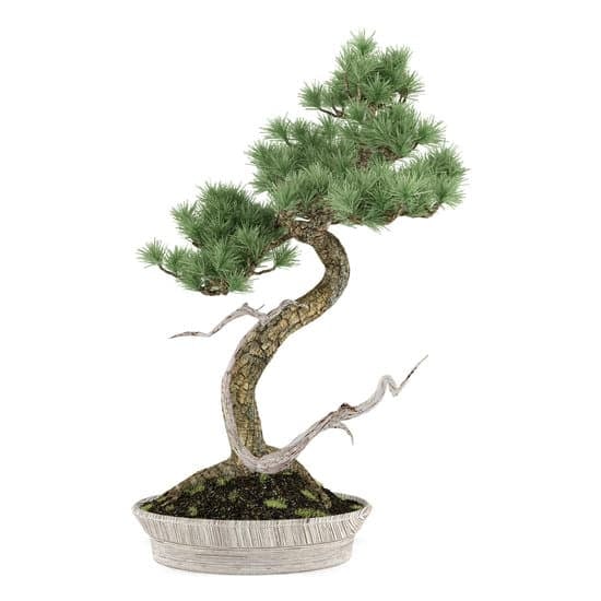 Centro Bonsai 1 Scopri il tuo centro bonsai ideale e crea un mini giardino con CENTRO BONSAI