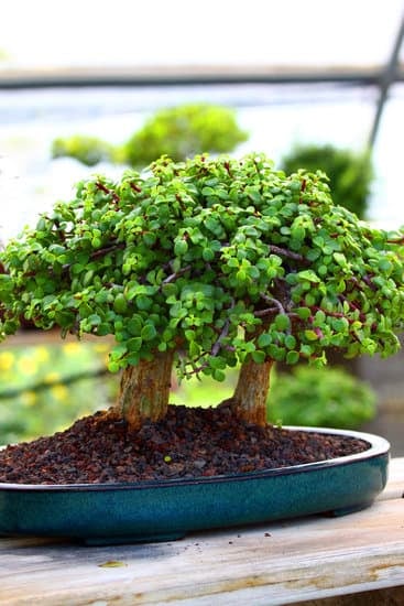 Scopri come si cura un bonsai: consigli, cure e curiosità per un bonsai sano e rigoglioso