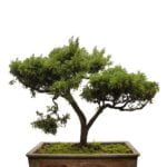 Scopri come curare un bonsai olmo con i nostri consigli esperti