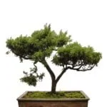 Scopri come curare un bonsai olmo con i nostri consigli esperti