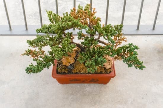 Come Realizzare Un Bonsai 1 Guida dettagliata su come realizzare un bonsai