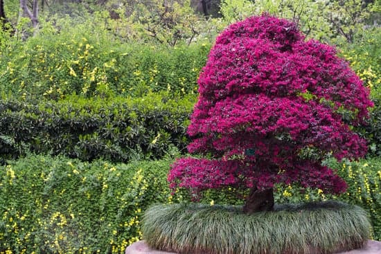 Come Potare Bonsai Di Ulivo 1 Ecco 1 suggerimento: