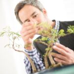 Come Curare Un Bonsai Da Interno Scopri come curare un bonsai da interno con questi semplici consigli