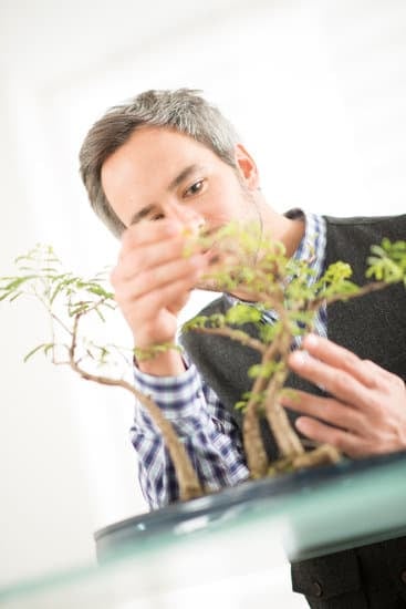 Scopri come curare un bonsai da interno con questi semplici consigli
