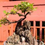 Come E Quando Potare Una Sequoia Bonsai Guida completa su come e quando potare una sequoia bonsai: consigli professionali e tempistiche specifiche