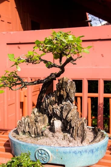 Come E Quando Potare Una Sequoia Bonsai 1 Guida completa su come e quando potare una sequoia bonsai: consigli professionali e tempistiche specifiche