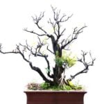 Scopri quanti aghi ha un pino bonsai e le sue caratteristiche principali