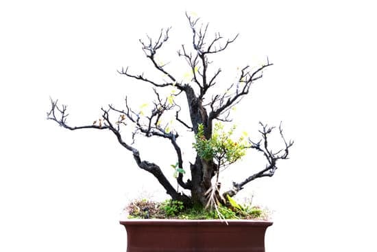Scopri quanti aghi ha un pino bonsai e le sue caratteristiche principali