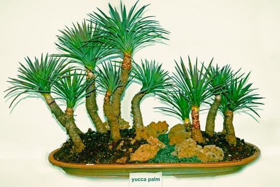 Bonsai Giapponese Prezzo 1 Scopri i migliori Bonsai Giapponesi a ottimi prezzi