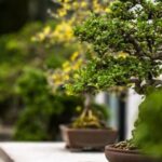 Bonsai Betulla BONSAI BETULLA: un albero di betulla curato e modellato in miniatura secondo la tradizione giapponese