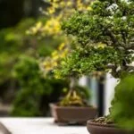 BONSAI BETULLA: un albero di betulla curato e modellato in miniatura secondo la tradizione giapponese