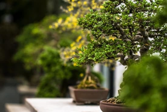 Bonsai Betulla 1 BONSAI BETULLA: un albero di betulla curato e modellato in miniatura secondo la tradizione giapponese