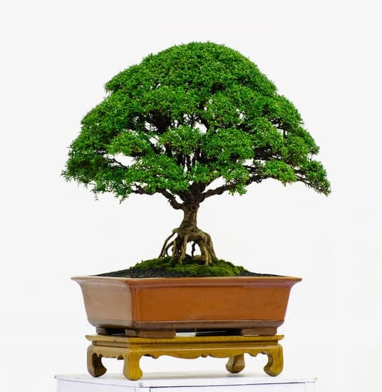 Piante Bonsai Da Interno 1 Scopri le migliori PIANTE BONSAI DA INTERNO per arricchire la tua casa con verde e armonia