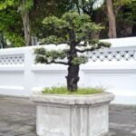 Come Coltivare Ginko Biloba Bonsai Guida pratica su come coltivare il Ginko Biloba Bonsai con successo