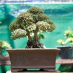 Bonsai Significato Frasi Scopri il significato profondo dei bonsai nelle nostre frasi ispiratrici sulla bellezza e l'armonia