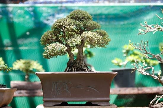 Bonsai Significato Frasi 1 Scopri il significato profondo dei bonsai nelle nostre frasi ispiratrici sulla bellezza e l'armonia