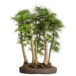 Bonsai Da Interno Per Principianti Scopri i segreti dei bonsai da interno per principianti e coltiva la tua passione verde