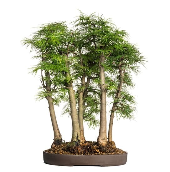 Bonsai Da Interno Per Principianti 1 Scopri i segreti dei bonsai da interno per principianti e coltiva la tua passione verde