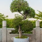 Bonsai Da Interno Quali Sono Scegli i migliori bonsai da interno, quali sono i più adatti alle tue esigenze