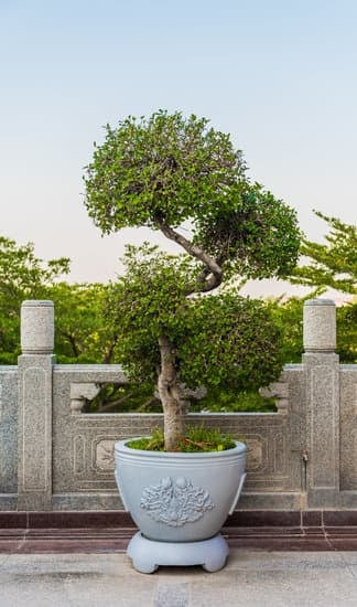Bonsai Da Interno Quali Sono 1 Scegli i migliori bonsai da interno, quali sono i più adatti alle tue esigenze