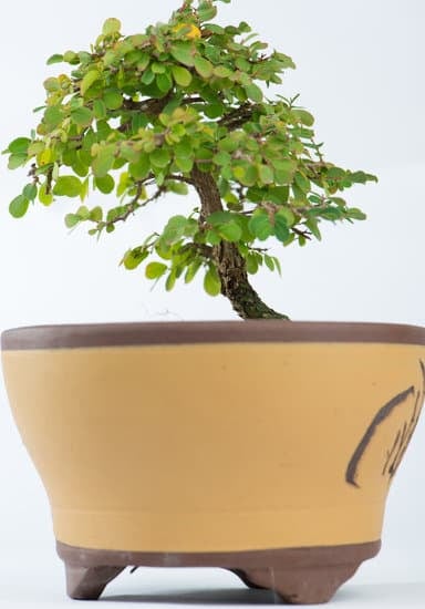 Coltivare un Bonsai Iodice: 5 consigli essenziali per il successo del tuo mini albero
