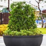 Dove Nascono I Bonsai in Giappone Dove nascono i bonsai in Giappone: scopri i famosi Giardini Giapponesi per ammirare quest'arte millenaria