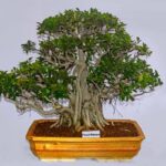 Guida per creare la terra perfetta per bonsai: ecco come fare