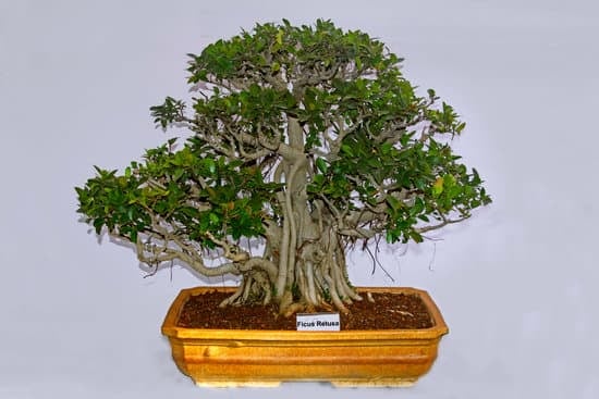 Vasi Bonsai Usati 1 Acquista vasi bonsai usati per un look autentico e conveniente