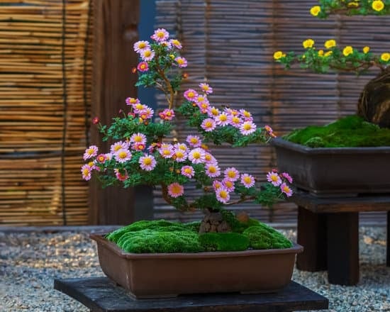 Come Bagnareun Bonsai 1 Scopri come bagnare un bonsai correttamente per mantenerlo sano e rigoglioso