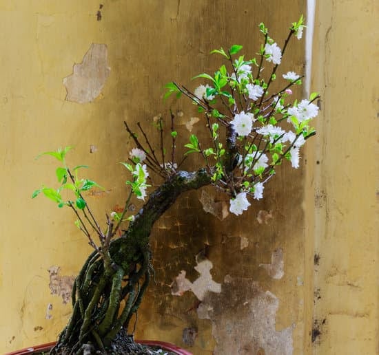 Come Riconoscere Bonsai 1 Scopri come con semplici passaggi riconoscere bonsai unici