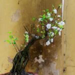 Bonsai Ficus Come Curarlo Scopri come curare il tuo bonsai ficus con i nostri consigli essenziali