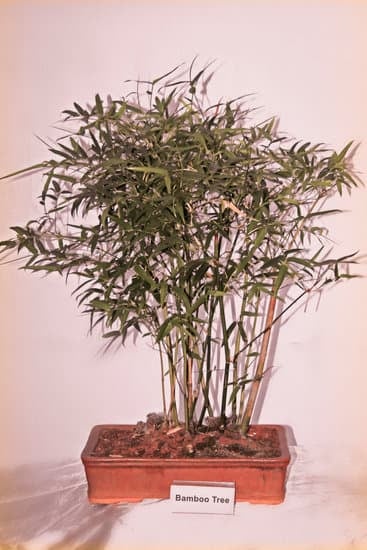 Scopri i segreti su come rinverdire il bonsai in poche mosse