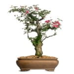 Come Realizzare Una Talea Bonsai Guida pratica: Come realizzare una talea bonsai con successo