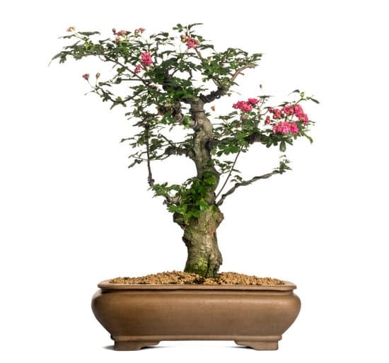 Come Realizzare Una Talea Bonsai 1 Guida pratica: Come realizzare una talea bonsai con successo