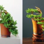 Guida dettagliata su come fare bonsai di olmo in pochi passaggi