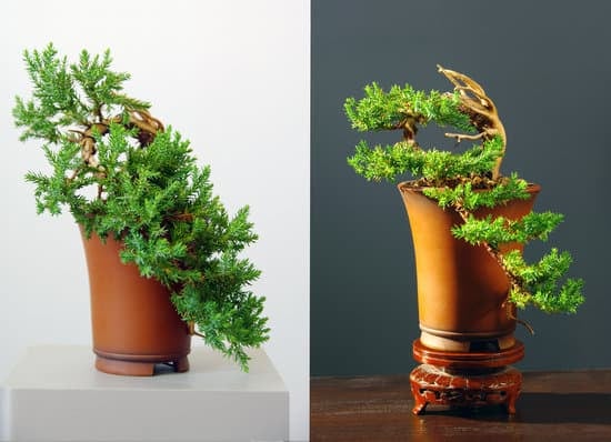 Come Fare Bonsai Di Olmo 1 Guida dettagliata su come fare bonsai di olmo in pochi passaggi