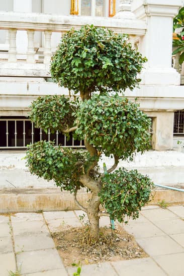 Dove Si Posiziona Un Bonsai 1 dove si posiziona un bonsai