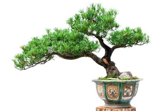 Quando Rinvasare Bonsai 1 Consigli sul momento giusto per rinvasare bonsai: primavera e autunno
