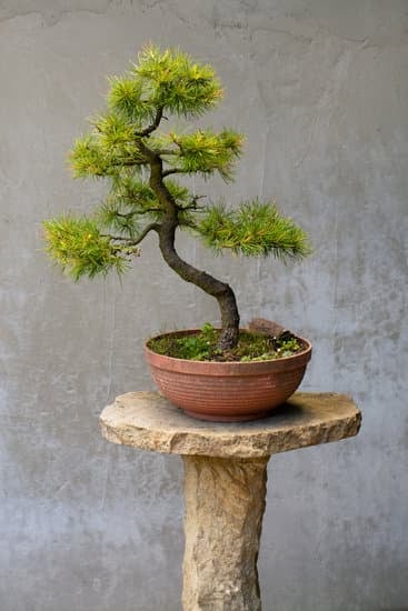 Acquista un autentico bonsai originale da esperti giardinieri