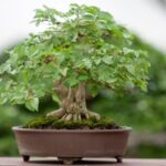 Scopri i segreti su come confezionare un bonsai per fare un regalo unico e speciale