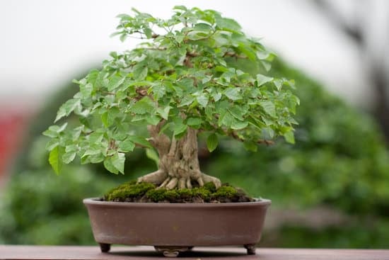 Come Confezionare Un Bonsai Per Fare Un Regalo 1 Scopri i segreti su come confezionare un bonsai per fare un regalo unico e speciale