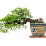 Guida dettagliata su come potare un Bonsai Ficus Retusa per una crescita sana e armoniosa