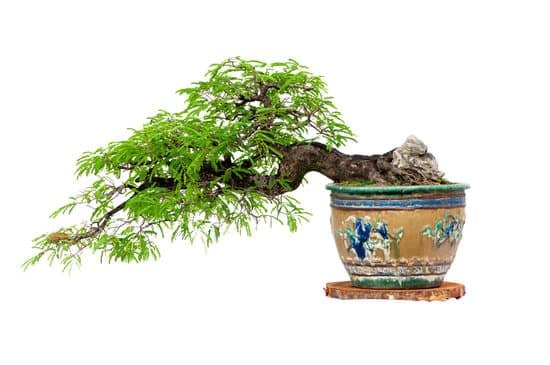 Come Potare Un Bonsai Ficus Retusa 1 Guida dettagliata su come potare un Bonsai Ficus Retusa per una crescita sana e armoniosa