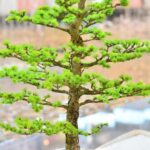 Gli attrezzi bonsai indispensabili per prendersi cura della tua pianta