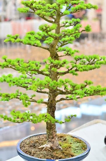 Gli attrezzi bonsai indispensabili per prendersi cura della tua pianta